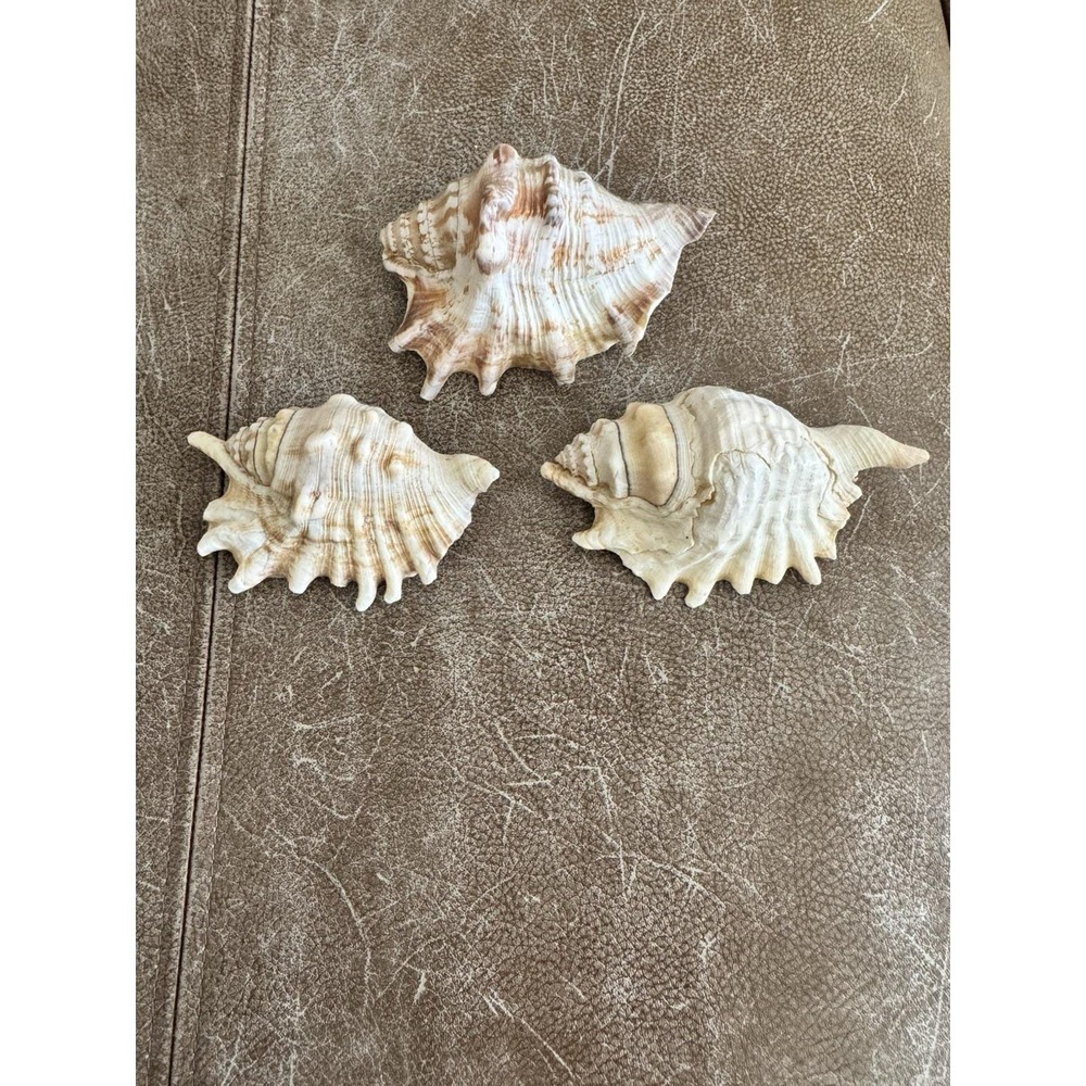 Large Millipede Conch Seashell Lambis Shell Rare Real Beach Home Deco 4"+